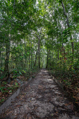 Fototapeta na wymiar Forest pathway creating a walkway that's leading through the Amazon Rainforest taken in portrait at Presidente Figueiredo, Brazil, South America, with tropical forest trees & jungle foiliage
