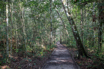 Mysterious forest pathway creating a walkway that's leading through the Amazon Rainforest with moody light at Presidente Figueiredo, Brazil, South America, with tropical forest trees & jungle foiliage