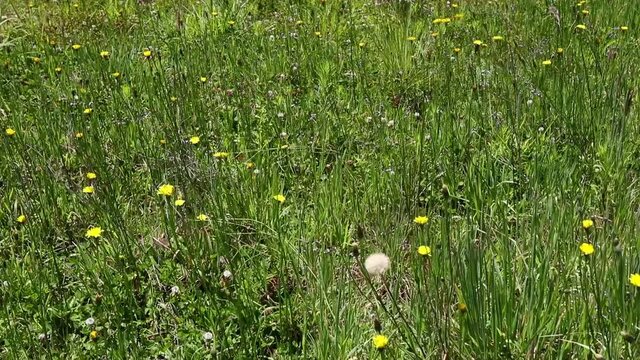 Campo com flores silvestres