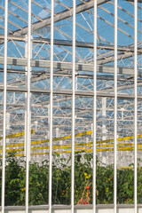 large greenhouse where tomato plants are grown