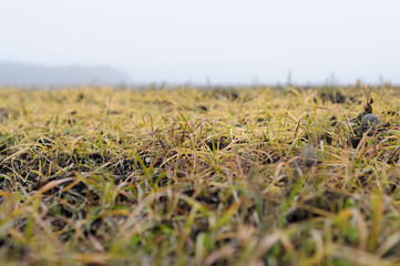 Freshly plowed field in autumn closeup. Shallow depth of field