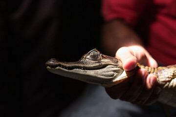 Closeup of a Brazilian man holding a young hatchling caiman crocodile around the neck at night from...