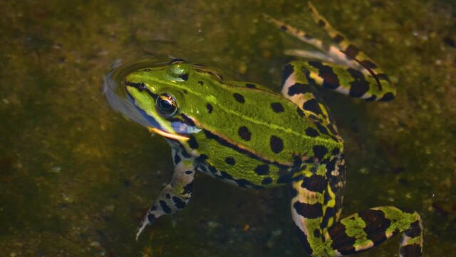 Close up of frog swimming in water.