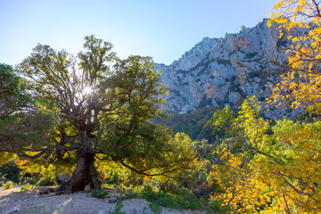 Colors of autumn, tree in a mountain landscape, Sardegna canyon Gorroppu