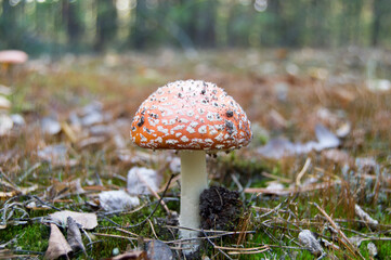 red fly agaric
