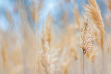 ears of wheat