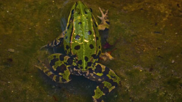Close up of frogs sitting around in a pond