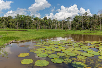 Large Lily pads (Nymphaeaceae) floating on the Amazon river on calm sunny day with tropical Amazonian exotic forest trees & foliage in the background & green grass in the State of Amazonas, Brazil