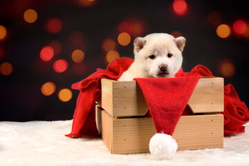A white Shiba inu puppy wearing a red Santa hat on a colorful bokeh background