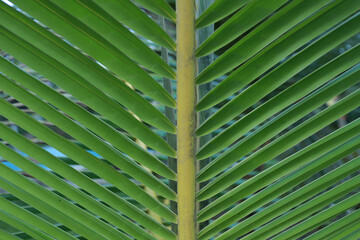 palm leaf background