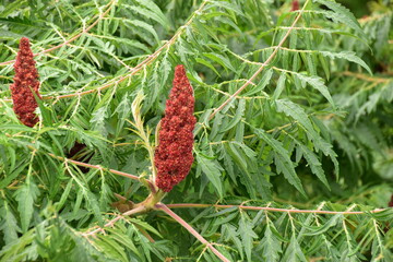 natura