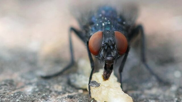 Mosca dom&eacute;stica se alimentando