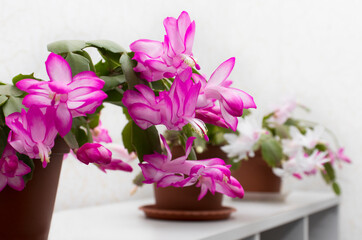 Schlumberger or Decembrist, Christmas flower blooming in the winter before Christmas. succulent