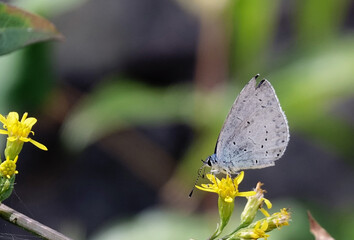 Papillon l’Azuré des nerpruns ou Argus à bande noire rencontré en Corse