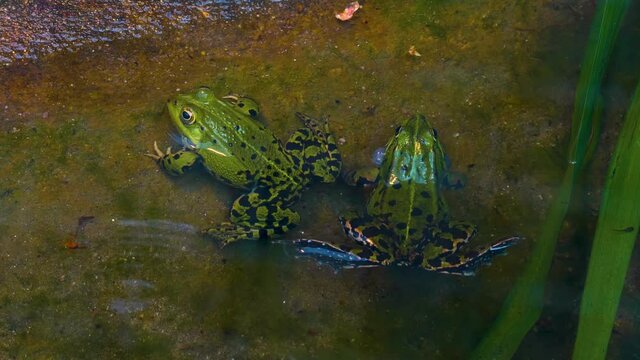 Close up of frogs sitting around in a pond