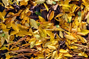 Bright yellow autumn foliage background.  There are many leaves on the ground.  Autumn weather.