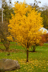 Colorful foliage in autumn park