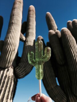 Cactus lollipop, Mojave California