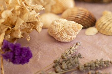 Coquillages et fleurs séchées sur une fond violet