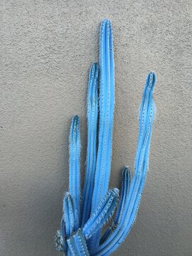 Blue cactus on the road, California