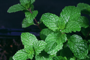 Mint leaves background.Peppermint plant is ingredient in Thai food