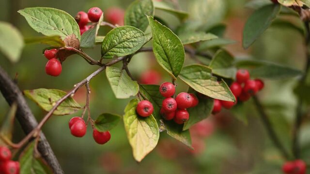Red berries on Pyracantha branch