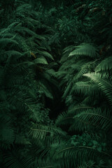 Ferns in the forest, Bali. Beautiful ferns leaves green foliage. Close up of beautiful growing ferns in the forest. Natural floral fern background in sunlight.  - obrazy, fototapety, plakaty