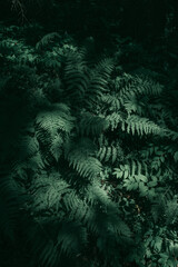 Ferns in the forest. Beautiful ferns, leaves, green foliage. Close up of beautiful growing ferns in the forest. Natural floral fern background in sunlight.  © Bella B Photography
