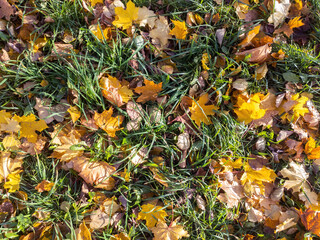 autumn leaves on the grass autumn