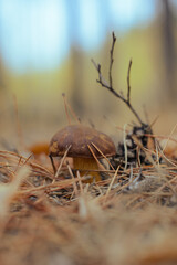 Mushroom in the fall forest. Forest magic 