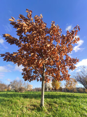 Autumn red tree in the park