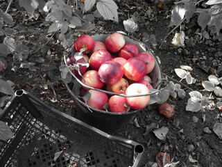 apples in a basket