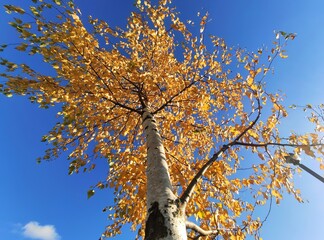 Fototapeta premium birch trunks in autumn, bottom view