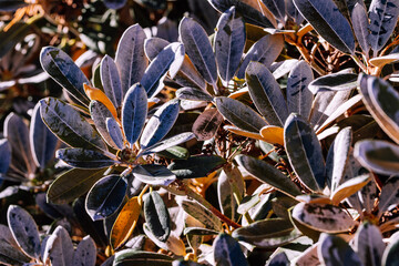 Rhododendron leaves background, selective focus