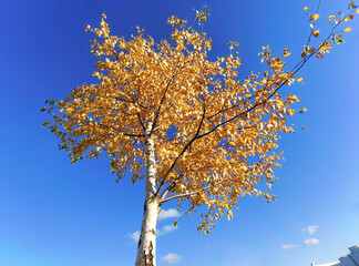 birch trunks in autumn, bottom view