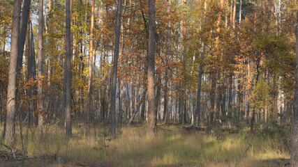 Fototapeta premium autumn forest in the morning