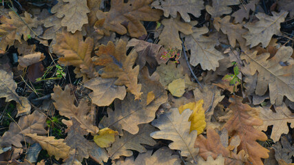 autumn leaves on the ground