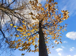 Branches and trunk with bright yellow leaves of autumn trees against the blue sky background. Bottom view.