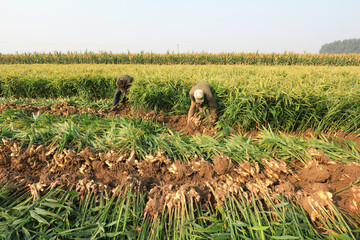 farmers are harvesting ginger in their fields, LUANNAN COUNTY, Hebei Province, China