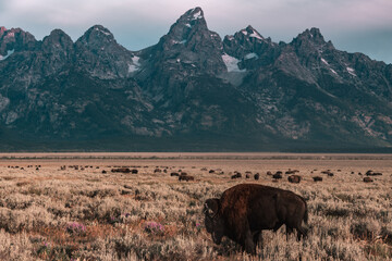 Up close of a Male American Bison or Buffalo with a herd roaming in a prairie grass field during sunrise in Grand Teton National Park, Wyoming, USA. Teton Mountain Range towers in the background. 