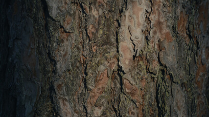 forest tree barck background