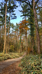 한라산 둘레길 천아숲길 풍경, 단풍
