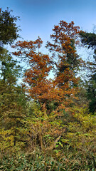 Fototapeta premium 한라산 둘레길 천아숲길 풍경, 단풍