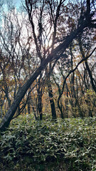 한라산 둘레길 천아숲길 풍경, 단풍