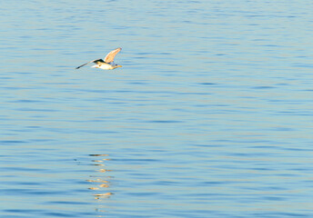 Fototapeta na wymiar A seagull flying grazing closed to the sea water surface