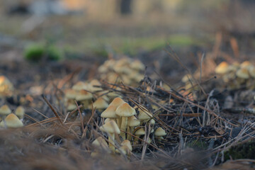 Mushroom in the fall forest. Forest magic 
