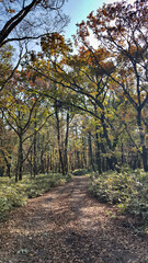 한라산 둘레길 천아숲길 풍경, 단풍