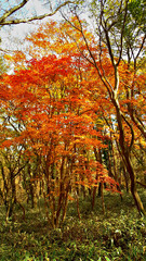 Naklejka premium 한라산 둘레길 천아숲길 풍경, 단풍