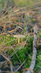 Mushroom in the fall forest. Forest magic 