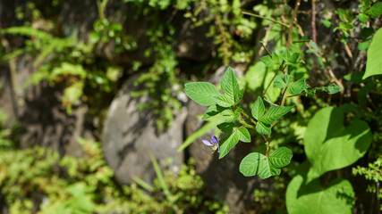 green moss on the wall